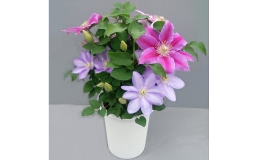 【先行予約】【長谷川園芸】クレマチス６寸２色咲き〔パストラーレ×ドクターラッペル〕１鉢 【母の日 ギフト プレゼント 贈答 花のある生活】(AT215)