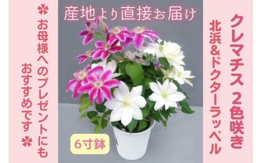 【茨城県北茨城市】【先行予約】【長谷川園芸】クレマチス6寸2色咲き〔北浜×ドクターラッペル〕1鉢 【母の日 ギフト プレゼント 贈答 花のある生活】(AT214)