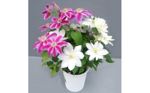 【先行予約】【長谷川園芸】クレマチス６寸２色咲き〔北浜×ドクターラッペル〕１鉢 【母の日 ギフト プレゼント 贈答 花のある生活】(AT214)