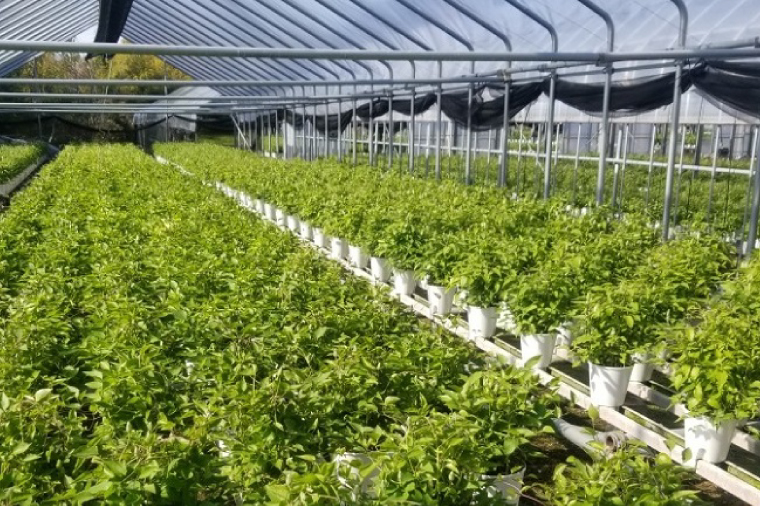 【先行予約】【長谷川園芸】クレマチス６寸２色咲き〔北浜×ドクターラッペル〕１鉢 【母の日 ギフト プレゼント 贈答 花のある生活】(AT214)