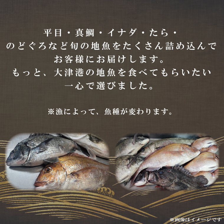 飲食店『食彩太信』店主が選ぶ！大津港地魚鮮魚セット　下処理済み【賞味期限：到着後、冷蔵保存で3日間】(AA205)