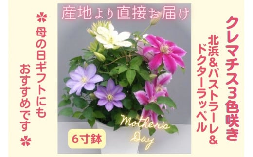 【茨城県北茨城市】【先行予約】【長谷川園芸】クレマチス6寸3色咲き〔北浜×パストラーレ×ドクターラッペル〕1鉢 【母の日 ギフト プレゼント 贈答 花のある生活】(AT217)