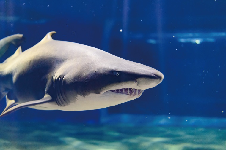【ささかまぼこ】サメ図鑑(生成り)×ネイビー　入園入学グッズ4点 サメ シール 鮫 水族館グッズ AIP アクアプラネット シャーク