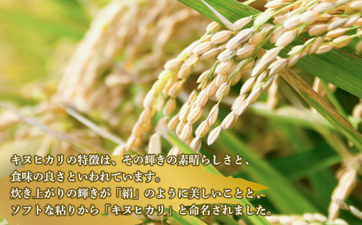 淡路日の出農協 淡路島のキヌヒカリ10kg　　[精米 白米 お米]