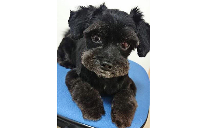 オーダーペット肖像画 A3サイズ／チョークアート手描き 犬猫うさぎ鳥など インテリア 