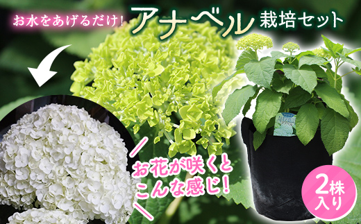 yF{ÓzFKK19-883_ys\zAix ͔|Zbg(2)  ͂ K[fjO t[ AWTC z CeA ϗtA Ϗܗp A c