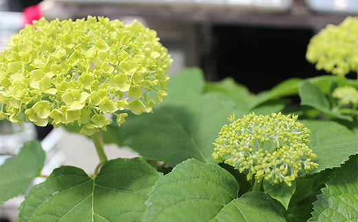 FKK19-883_【先行予約】アナベル 栽培セット(2株) 花 はな ガーデニング フラワー アジサイ 紫陽花 インテリア 観葉植物 観賞用 鉢植え 苗