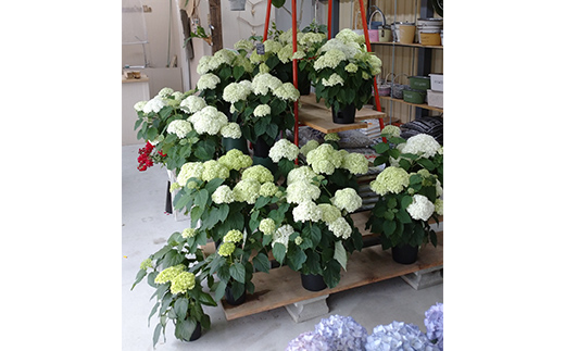 FKK19-883_【先行予約】アナベル 栽培セット(2株) 花 はな ガーデニング フラワー アジサイ 紫陽花 インテリア 観葉植物 観賞用 鉢植え 苗