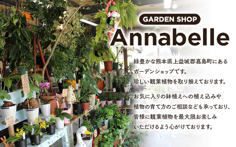 FKK19-883_【先行予約】アナベル 栽培セット(2株) 花 はな ガーデニング フラワー アジサイ 紫陽花 インテリア 観葉植物 観賞用 鉢植え 苗