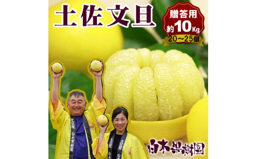 【高知県土佐市】【果樹園直送】土佐文旦特選品贈答用 約10kg L〜2L (20〜25個) 果物 柑橘 フルーツ ぶんたん ブンタン 文旦 高知県土佐市 お取り寄せ 産地直送 おいしい 美味しい 返礼品 白木果樹園