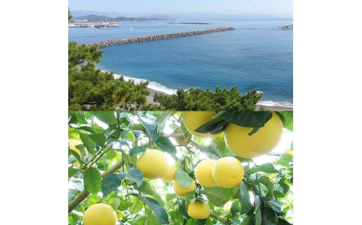 12月発送土佐文旦 温室土佐文旦 特選秀品ご贈答用中箱 2個入り 約1.5kg 文旦 大玉サイズ ハウス文旦 柑橘 みかん フルーツ ぶんたん ブンタン 果物 お取り寄せ おいしい 美味しい 高知県土佐市産 故郷納税 ふるさとのうぜい 返礼品 高知県 高知 お歳暮 冬ギフト