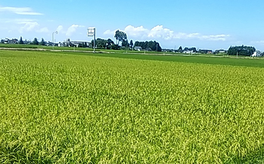 令和7年度産 お米 こしひかり 富山県立山町産 5kg×2袋 計10kg 横山ファーム 富山県 立山町 F6T-544