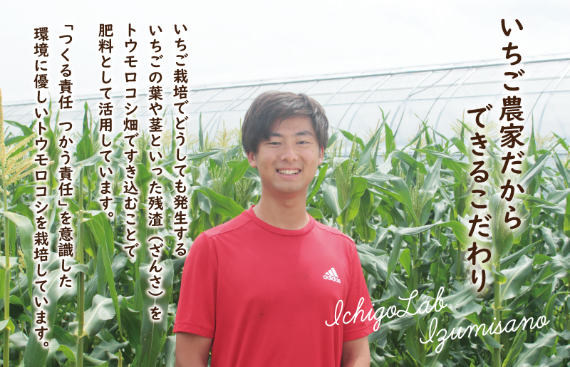 大阪府泉佐野市のふるさと納税 【先行予約】朝採り ホワイトコーン 8本セット【とうもろこし 農家直送 新鮮 野菜 やさい 期間限定】 099H4021