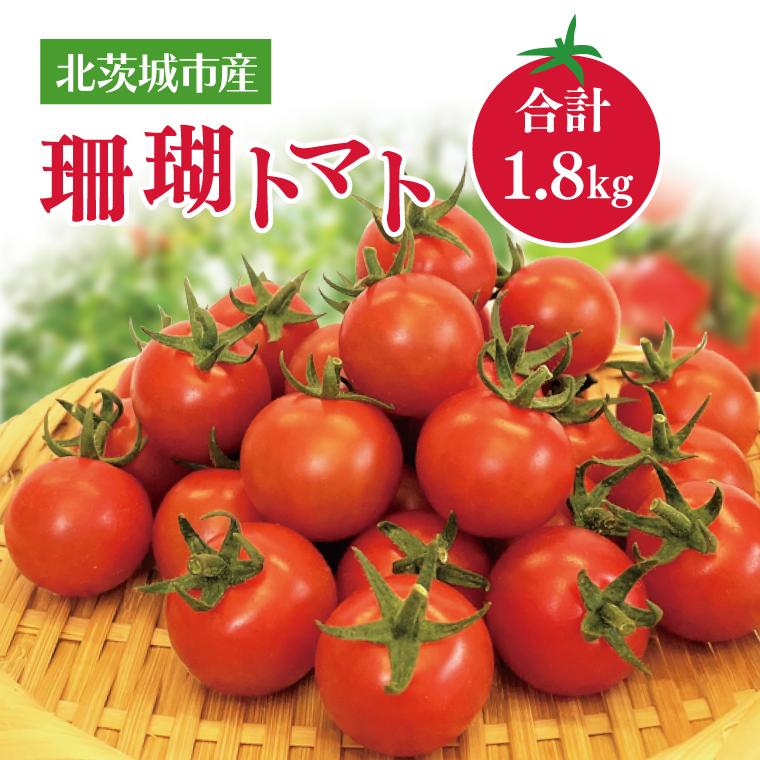 【茨城県北茨城市】【先行予約】珊瑚トマト 150gパック×12入り【野菜 トマト とまと ミニトマト みにとまと フルーツトマト 新鮮 リコピン ビタミン】(AX202)