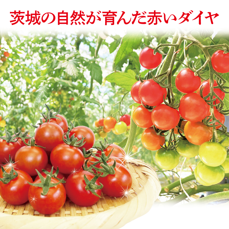 【先行予約】珊瑚トマト　150ｇパック×12入り【野菜 トマト とまと ミニトマト みにとまと フルーツトマト 新鮮 リコピン ビタミン】（AX202）