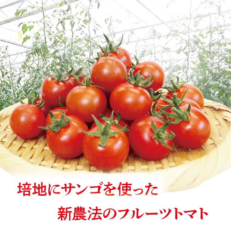 【先行予約】珊瑚トマト　150ｇパック×12入り【野菜 トマト とまと ミニトマト みにとまと フルーツトマト 新鮮 リコピン ビタミン】（AX202）