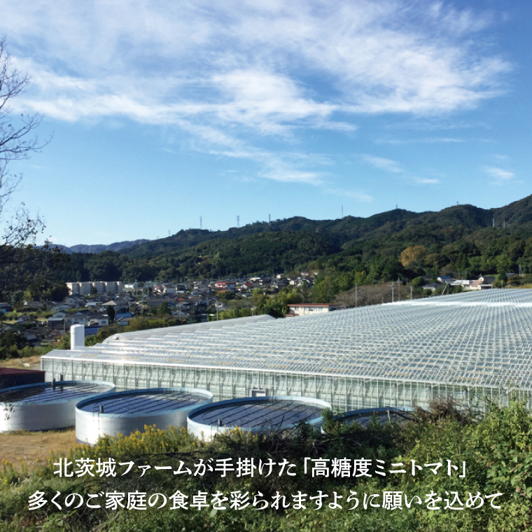 【先行予約】珊瑚トマト　150ｇパック×12入り【野菜 トマト とまと ミニトマト みにとまと フルーツトマト 新鮮 リコピン ビタミン】（AX202）