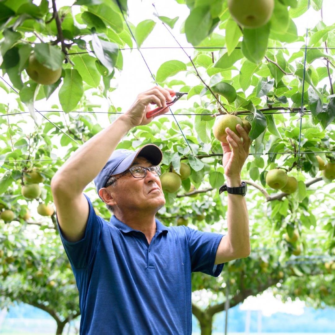 茨城県桜川市のふるさと納税 【2025年9月上旬発送開始】茨城県産 『幻の 梨 』 秀玉 約 3kg 6玉 ～ 9玉 【茨城県共通返礼品／常陸太田市】桧山果樹園 農家直送 桧山果樹園 農家直送 フルーツ  甘い 直送 茨城 限定 ギフト 梨 秀玉 しゅうぎょく 果物 [DU005sa]