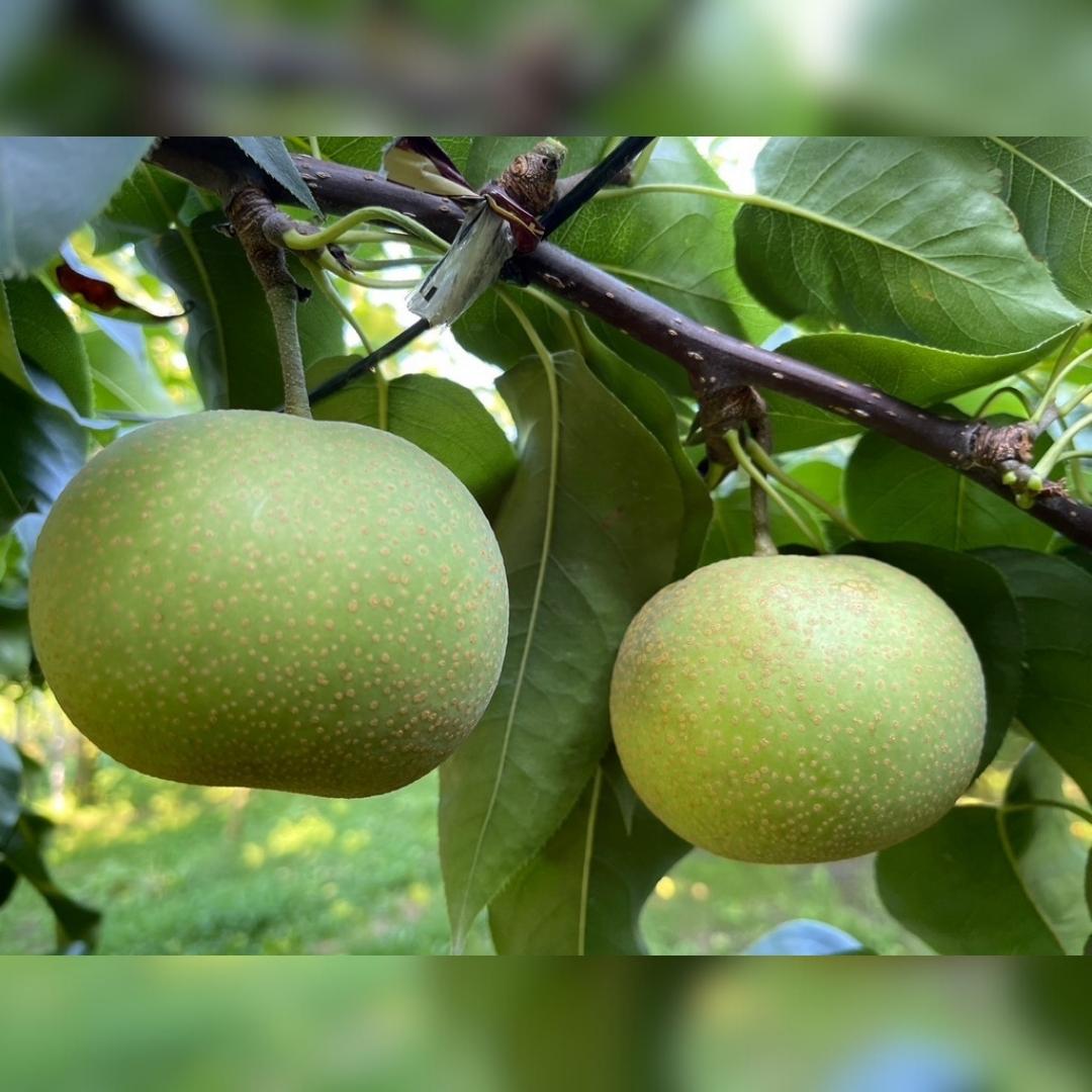 茨城県桜川市のふるさと納税 【2025年9月上旬発送開始】茨城県産 『幻の 梨 』 秀玉 約 3kg 6玉 ～ 9玉 【茨城県共通返礼品／常陸太田市】桧山果樹園 農家直送 桧山果樹園 農家直送 フルーツ  甘い 直送 茨城 限定 ギフト 梨 秀玉 しゅうぎょく 果物 [DU005sa]