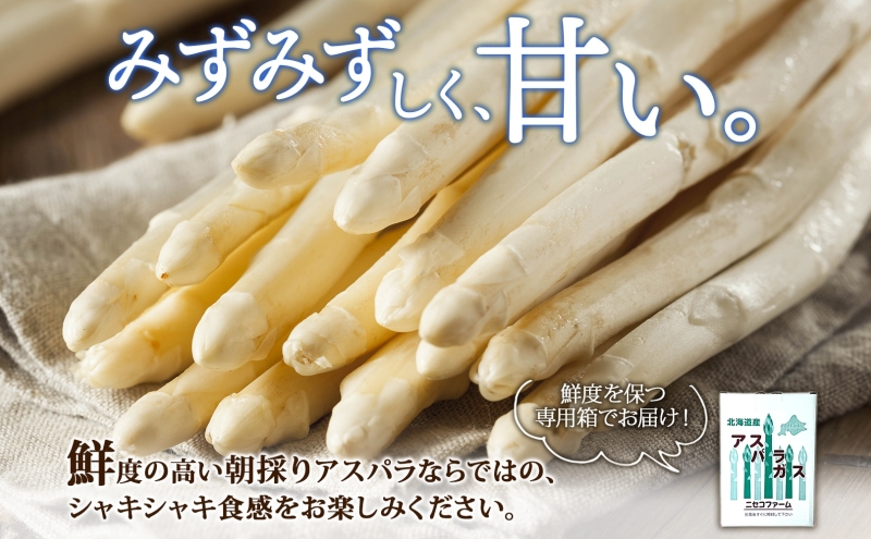 【 2026年 発送 】 北海道産 アスパラガス ホワイト 約 900g  L - 2L サイズ 混合 アスパラ 旬 朝採り 新鮮 お取り寄せ 産地直送 産直 野菜 農作物 詰め合わせ 国産 北海道 倶知安町 