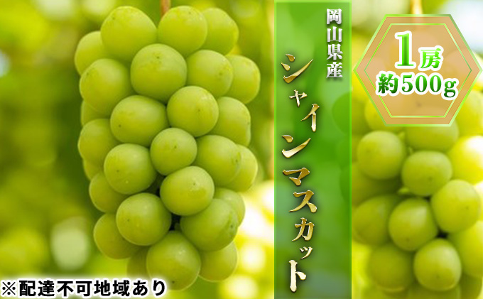 ぶどう 2025年 先行予約 シャイン マ