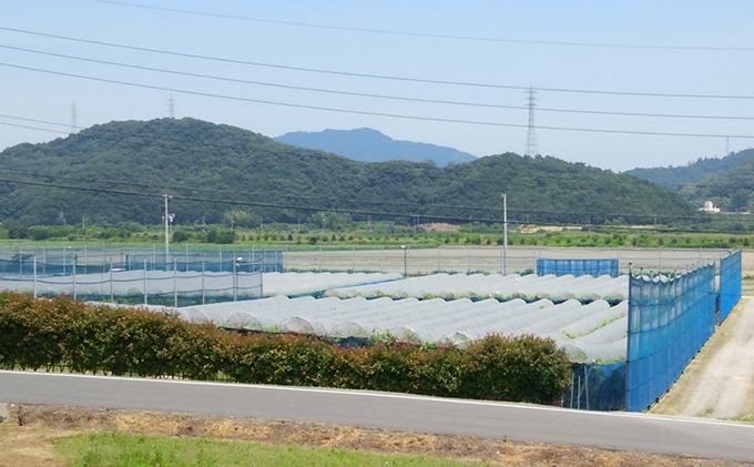 岡山県里庄町のふるさと納税 【2025年先行予約】 ぶどう 岡山県産 たたらみねらる シャインマスカット 1房(約650g) 《2025年8月下旬-10月下旬頃出荷》 葡萄 ブドウ フルーツ 果物 スイーツ 数量限定 期間限定 岡山 里庄町