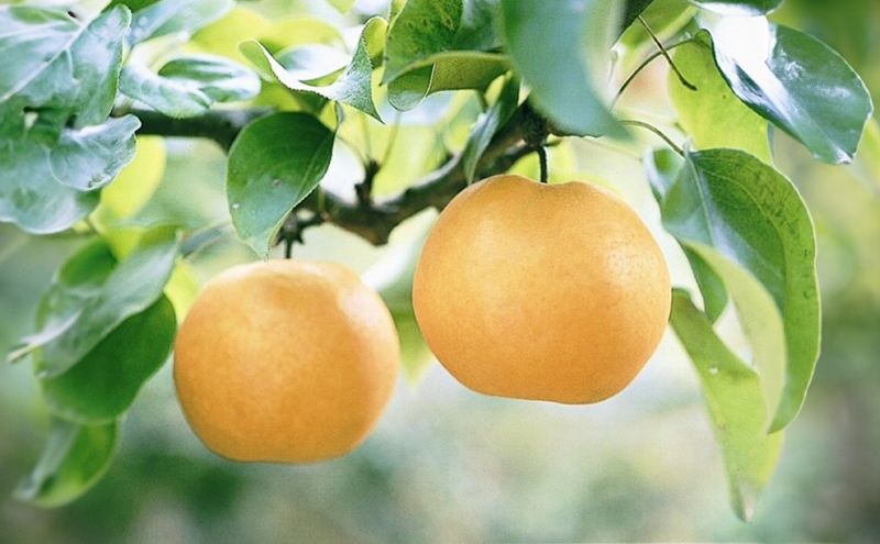 梨 2026年 先行予約 あたご梨 3-6玉 青秀以上 (約4kg) 化粧箱入り 