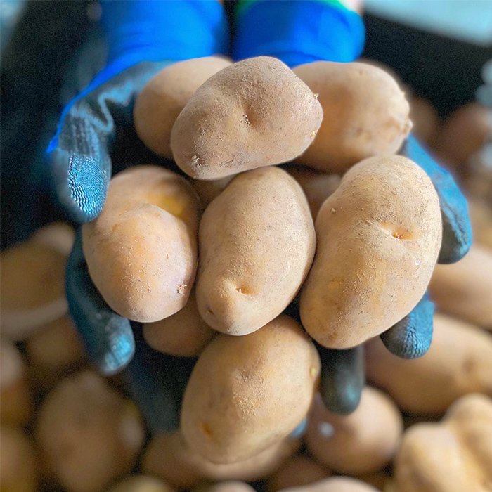 北海道恵庭市のふるさと納税 【越冬じゃが】インカのめざめ混合5kg【83001203】