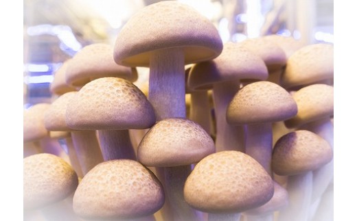 歯ごたえ抜群！ブナシメジ　KL-2