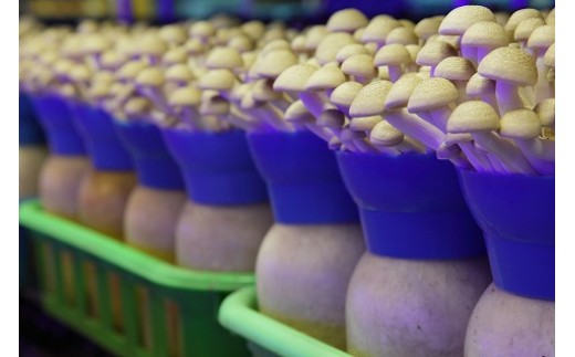 歯ごたえ抜群！ブナシメジ　KL-2