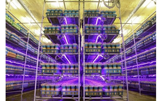 歯ごたえ抜群！ブナシメジ　KL-2