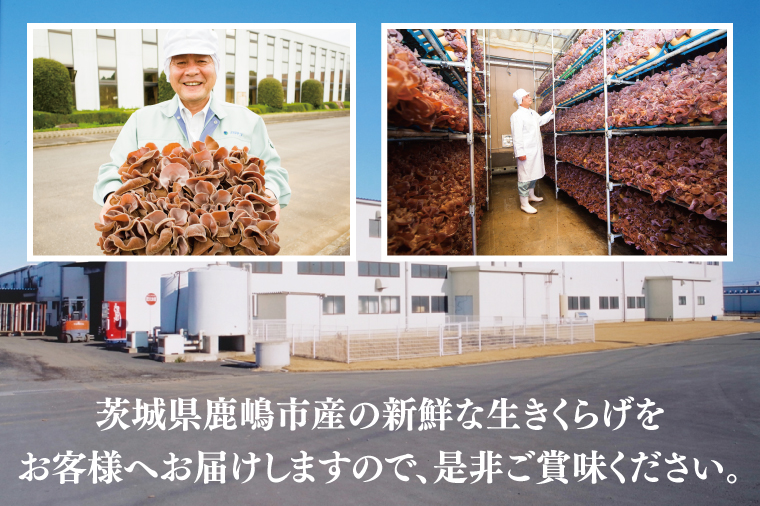 コリコリ食感！生きくらげ　KL-3