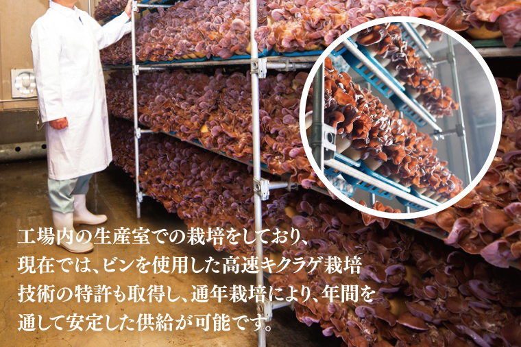 コリコリ食感！生きくらげ　KL-3