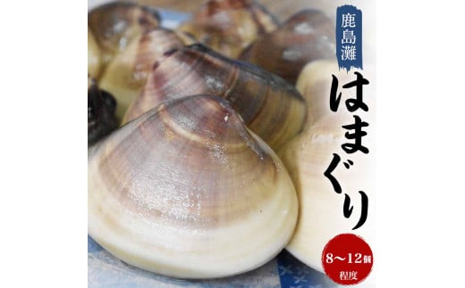 鹿島灘はまぐり【ハマグリ 蛤 海鮮 貝 魚貝 鹿嶋市 茨城県 20000円以内 2万円以内）（KM-2）