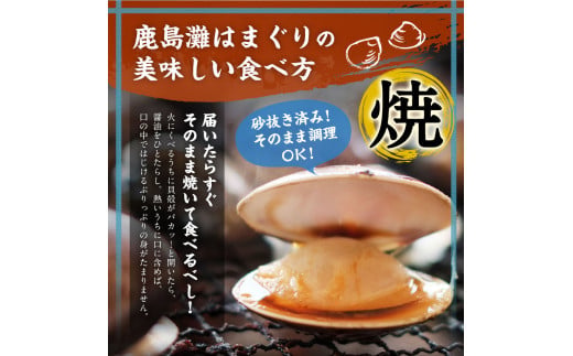 鹿島灘はまぐり【ハマグリ 蛤 海鮮 貝 魚貝 鹿嶋市 茨城県 20000円以内 2万円以内）（KM-2）