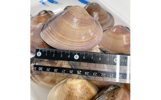 鹿島灘はまぐり【ハマグリ 蛤 海鮮 貝 魚貝 鹿嶋市 茨城県 20000円以内 2万円以内）（KM-2）