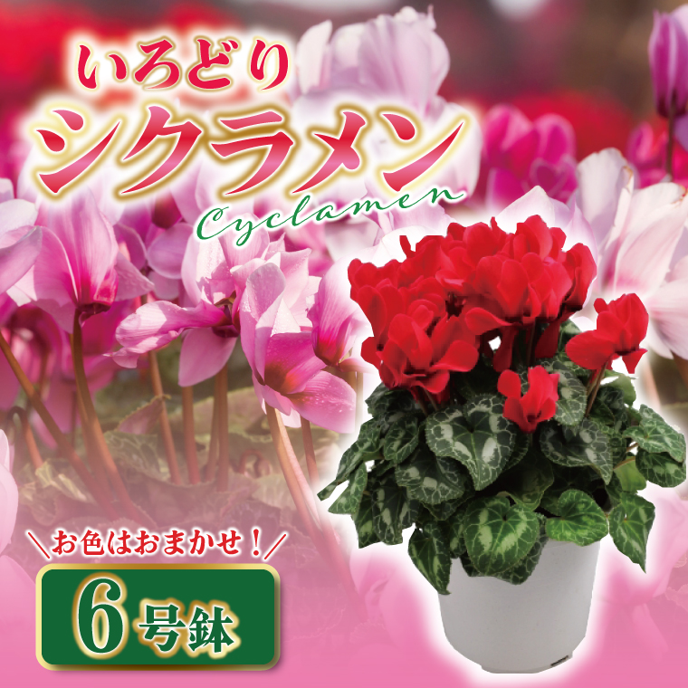 【数量限定】シクラメン【6号鉢】1鉢 花 鉢植え 鉢花 ギフト お祝い 贈答品 インテリア 庭 ガーデン（KAQ-3）