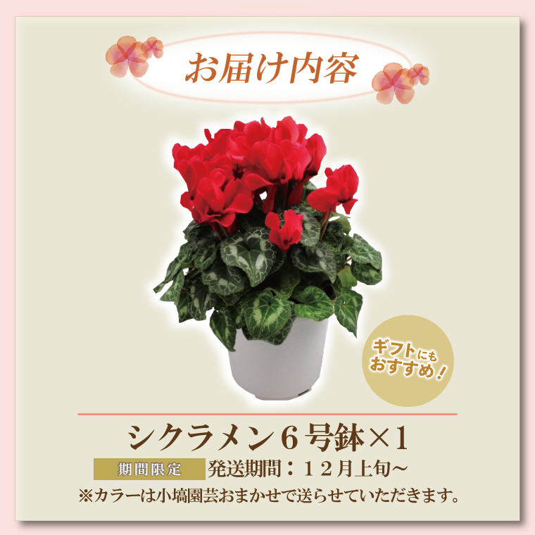 【数量限定】シクラメン【6号鉢】1鉢 花 鉢植え 鉢花 ギフト お祝い 贈答品 インテリア 庭 ガーデン（KAQ-3）