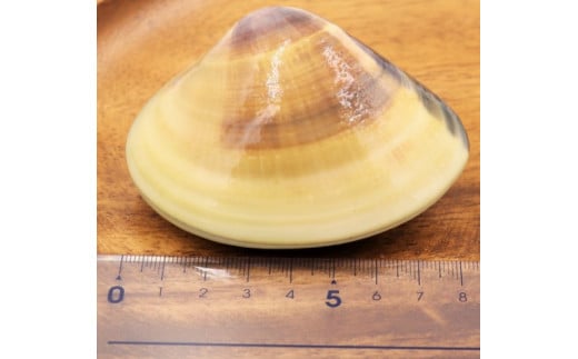 鹿島灘大玉蒸しはまぐりセット【蒸し　蛤　はまぐり　ハマグリ　大玉　海産物　産地直送　送料無料　お取り寄せ　お取り寄せグルメ　グルメ　酒のつまみ　おつまみ　ご飯のお供】（KK-8）