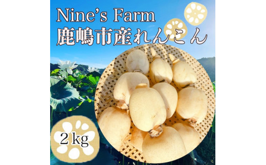 【茨城県鹿嶋市】\先行予約・数量限定/オーガニック肥料で育てたれんこん 2kg (8月上旬発送開始予定)【茨城県 鹿嶋市 有機栽培 オーガニック レンコン 蓮根 野菜 根菜 産地直送 有機野菜 】(KBJ-3)