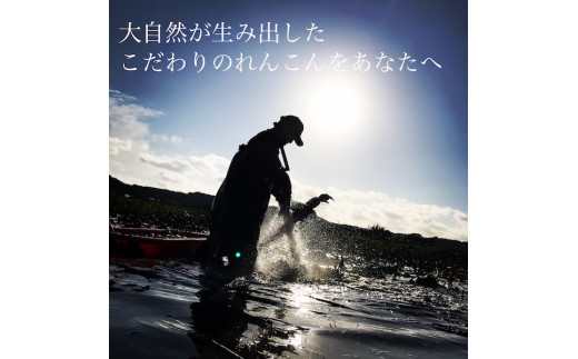 ＼先行予約・数量限定／オーガニック肥料で育てたれんこん 2kg (8月上旬発送開始予定)【茨城県 鹿嶋市 有機栽培 オーガニック レンコン 蓮根 野菜 根菜 産地直送 有機野菜 】（KBJ-3）