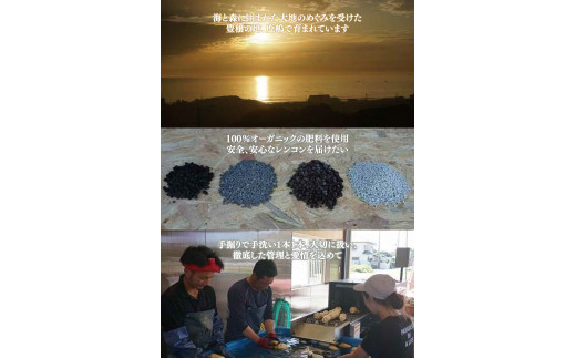 ＼先行予約・数量限定／オーガニック肥料で育てたれんこん 2kg (8月上旬発送開始予定)【茨城県 鹿嶋市 有機栽培 オーガニック レンコン 蓮根 野菜 根菜 産地直送 有機野菜 】（KBJ-3）