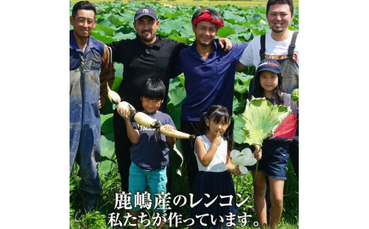 ＼先行予約・数量限定／オーガニック肥料で育てたれんこん 2kg (8月上旬発送開始予定)【茨城県 鹿嶋市 有機栽培 オーガニック レンコン 蓮根 野菜 根菜 産地直送 有機野菜 】（KBJ-3）