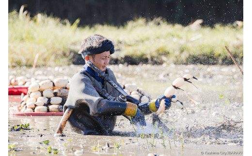 【ふるさと納税限定品】蓮根肉餃子のおばけん 70個入り 【冷凍 調理済み おかず ギョウザ ぎょうざ 大容量 おいしい れんこん入り レンコン 時短 ごはん】（KBU-2）