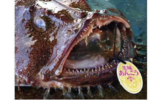 【先行予約】 特製 あんこう鍋 セット 和食店 監修 9～11人前 約2.2kg あんこう アンコウ 鮟鱇 あん肝入り みそ 自家製 だし 肝入り 冷凍 真空パック 産地直送 〆のうどん プロの味 送料無料 茨城県 鹿嶋市 鹿嶋 鹿島港 水産加工 【10月～5月発送】（KBL-14）