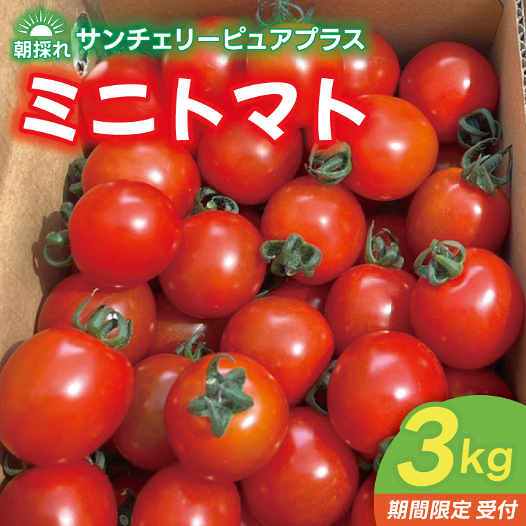 【茨城県鹿嶋市】★先行予約★ ミニトマト 3kg 朝採れ サンチェリーピュアプラス 【2026年8月中旬より発送予定】野菜 フレッシュ 新鮮 BBQ ぷちとまと 酸味 おいしい こども 甘み みずみずしい やさい 産地 直送 茨城 鹿嶋市 超濃厚 甘い 人気 ビタミンC 美味しい 大容量 ギフ