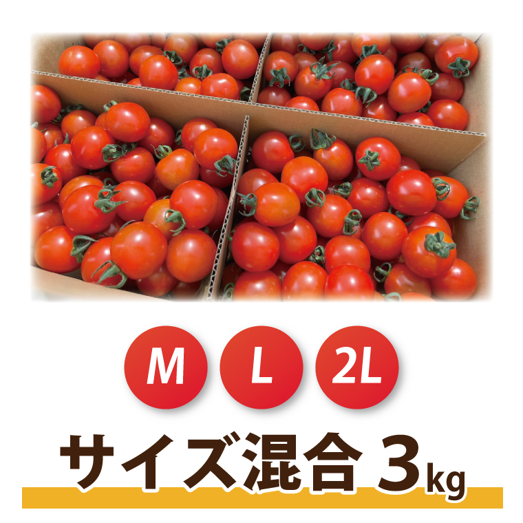 ★先行予約★ ミニトマト 3kg 朝採れ サンチェリーピュアプラス 【2026年8月中旬より発送予定】野菜 フレッシュ 新鮮 BBQ ぷちとまと 酸味 おいしい こども 甘み みずみずしい やさい 産地 直送 茨城 鹿嶋市 超濃厚 甘い 人気 ビタミンC 美味しい 大容量 ギフト 贈り物 産直野菜 農園直送 送料無料 (KAM-30)