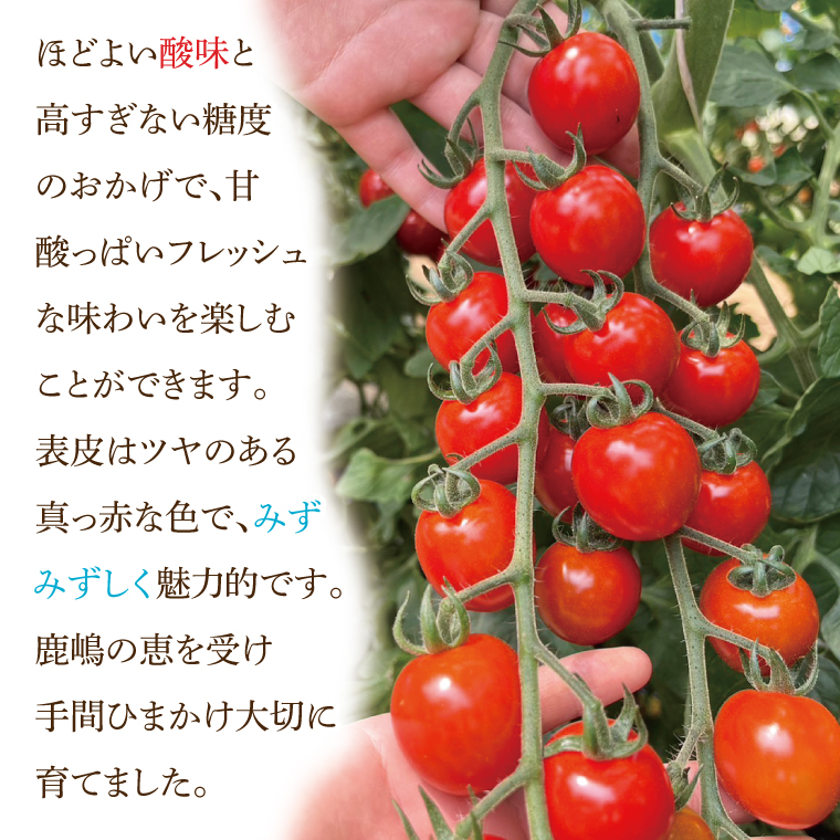 ★先行予約★ ミニトマト 3kg 朝採れ サンチェリーピュアプラス 【2026年8月中旬より発送予定】野菜 フレッシュ 新鮮 BBQ ぷちとまと 酸味 おいしい こども 甘み みずみずしい やさい 産地 直送 茨城 鹿嶋市 超濃厚 甘い 人気 ビタミンC 美味しい 大容量 ギフト 贈り物 産直野菜 農園直送 送料無料 (KAM-30)