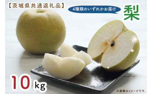 【先行予約】【9月上旬より発送開始！】【茨城県共通返礼品】梨 10kg（結城市、城里町、水戸市産）（KCM-16）