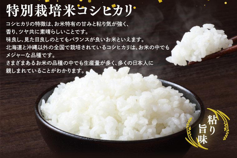 【令和7年産】鹿嶋市産ミルキークイーンと特別栽培米コシヒカリ食べ比べセット計10kg(各5kg×1袋)【お米 米 こしひかり 特別栽培 有機肥料 有機栽培 鹿嶋市 茨城県 玄米 白米 新米 おにぎり ごはん 30000円以内 3万円以内】(KBS-10）
